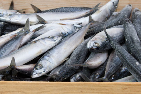Sardina Entera 6x1kg