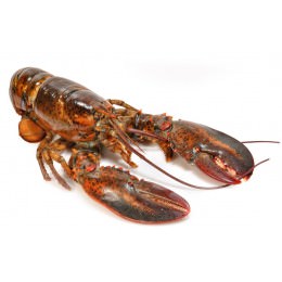 Bogavante Canada 450-500 g/pz 5,5kg