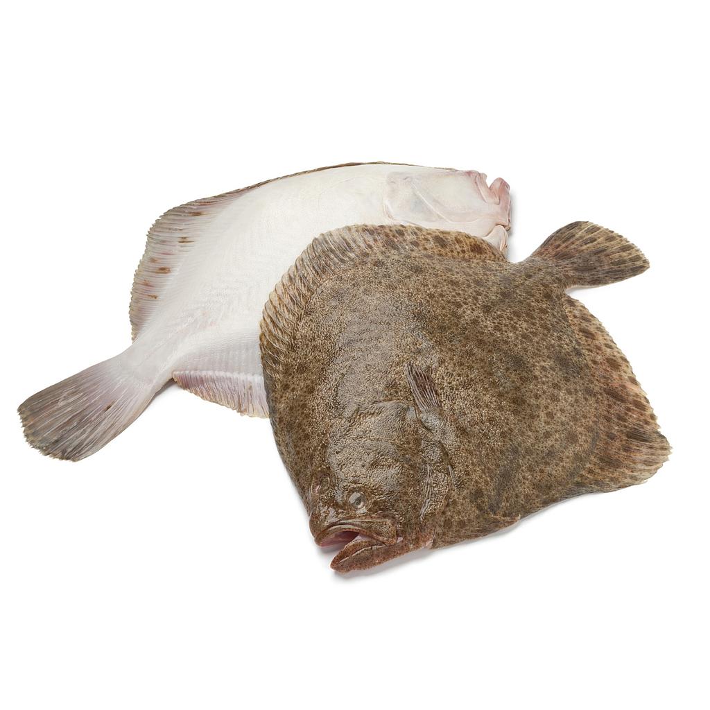 Rodaballo 400-600 g/pz 5kg