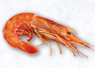 Langostino Abordo Austral 35-50 g/pz (2) (20-30) 6x2kg