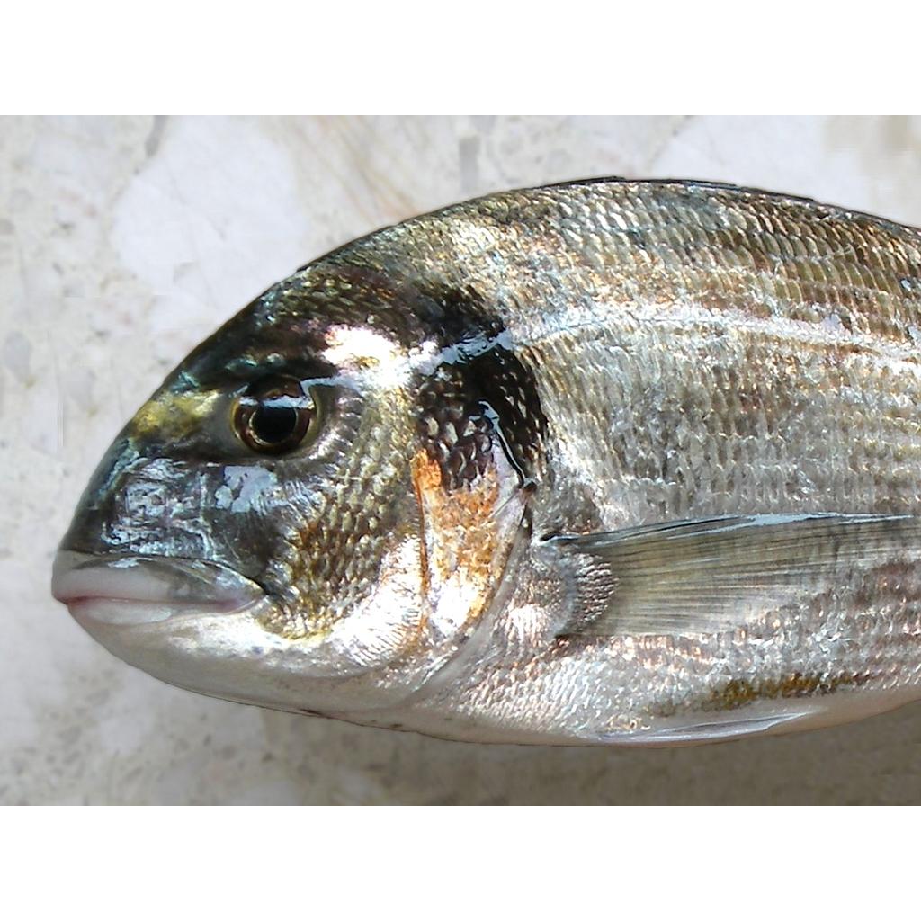 Dorada Piscifactoria Nacional 600-800 g/pz