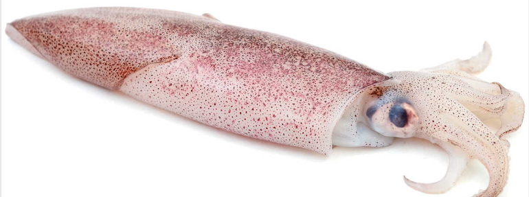 Calamar Potera Almaddu 250-350 g/pz 7kg