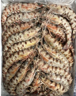 Langostino Abordo Tunez 25-35 g/pz (3) (30-40) 12x1kg