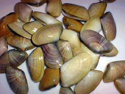 [C3350301] Tallarina (Coquina) Escaldada Turca 12x250g
