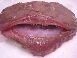 [PC321602] Rape Cabeza 8kg