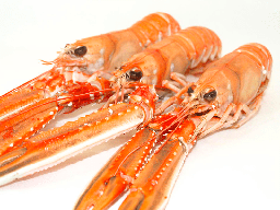 [C3332004] Cigala Escocia 70-100 g/pz (1) 1,350kg 4x1,5kg